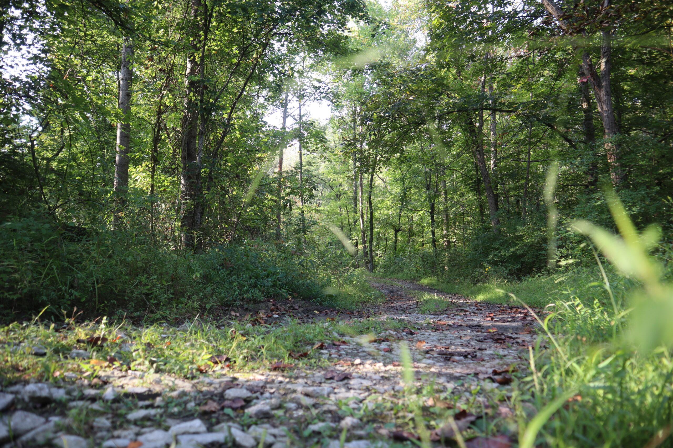 A section of the Pinnacle Knob Trail is shown from a low angle, capturing light shining between trees and leaves in the background.